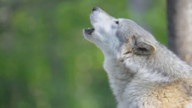 Survive the Wild season 1 episode 2 on Discovery Plus