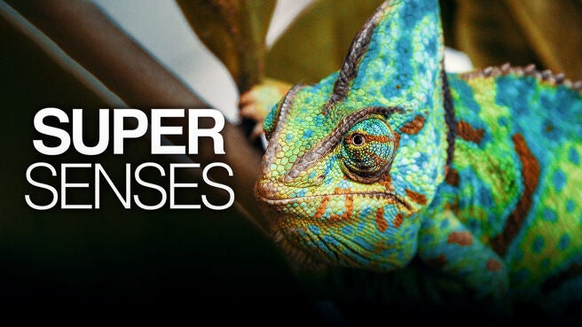 Super Senses on Discovery Plus