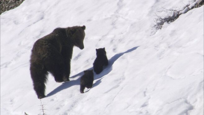 Planet Earth season 1 episode 2 on DiscoveryPlus