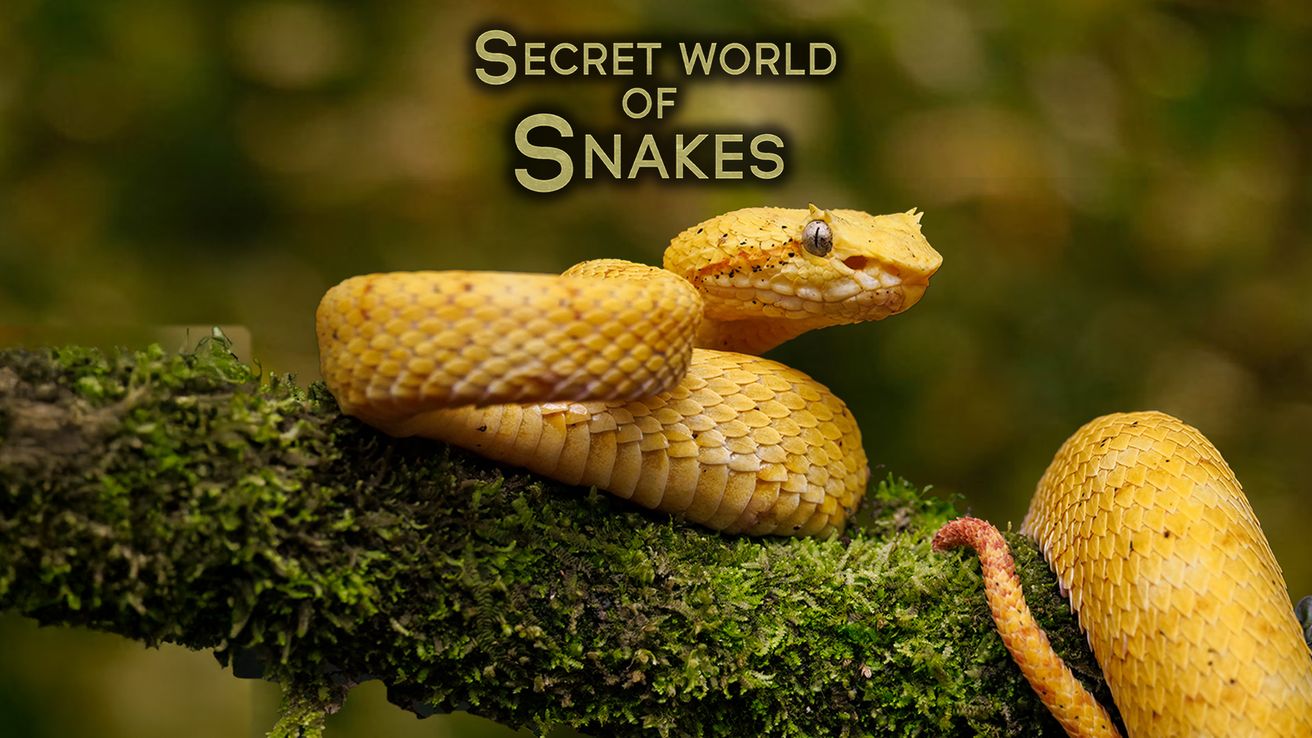 The Secret World Of Snakes on Discovery Plus