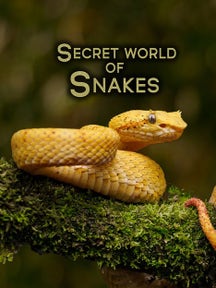 The Secret World Of Snakes on Discovery Plus