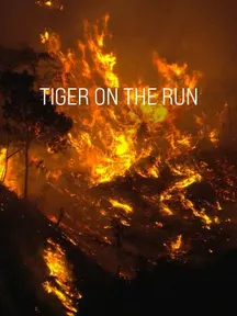 Tiger on the Run on Discovery Plus