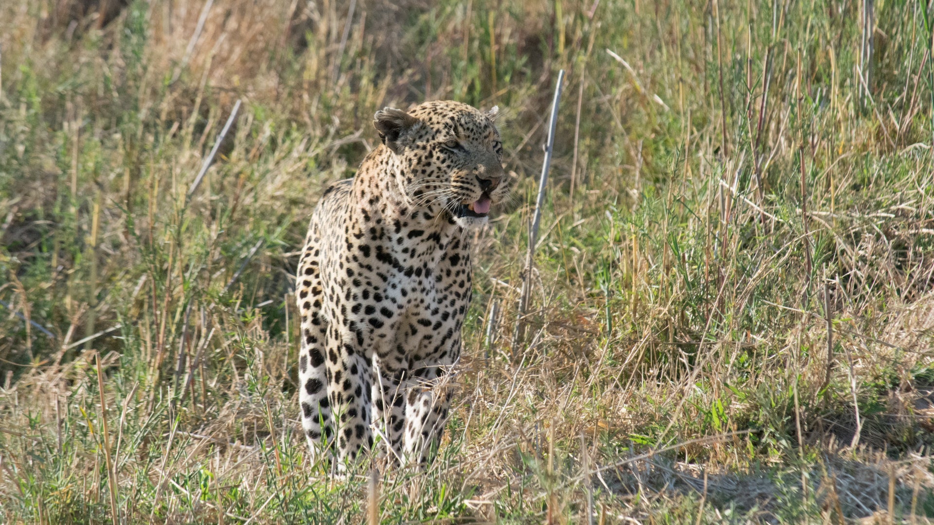 Kruger’s Wild Kingdom season 1 episode 1 on Discovery Plus