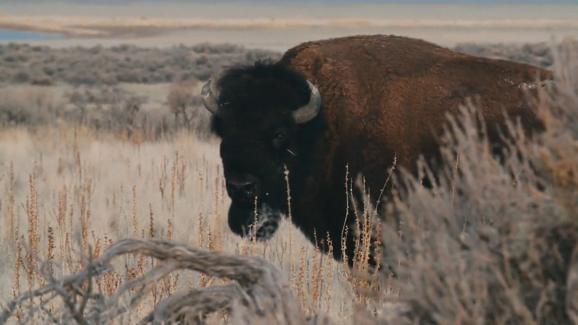 Defenders of The Wild season 1 episode 5 on Discovery Plus