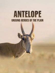 Antelope: Unsung Heroes Of The Plain on Discovery Plus