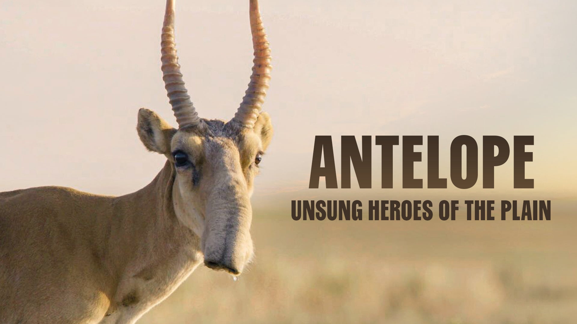 Antelope: Unsung Heroes Of The Plain on Discovery Plus