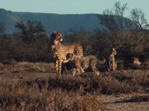 A Cheetah's Pride on Discovery Plus