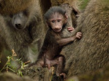 Defending the Family on Discovery Plus