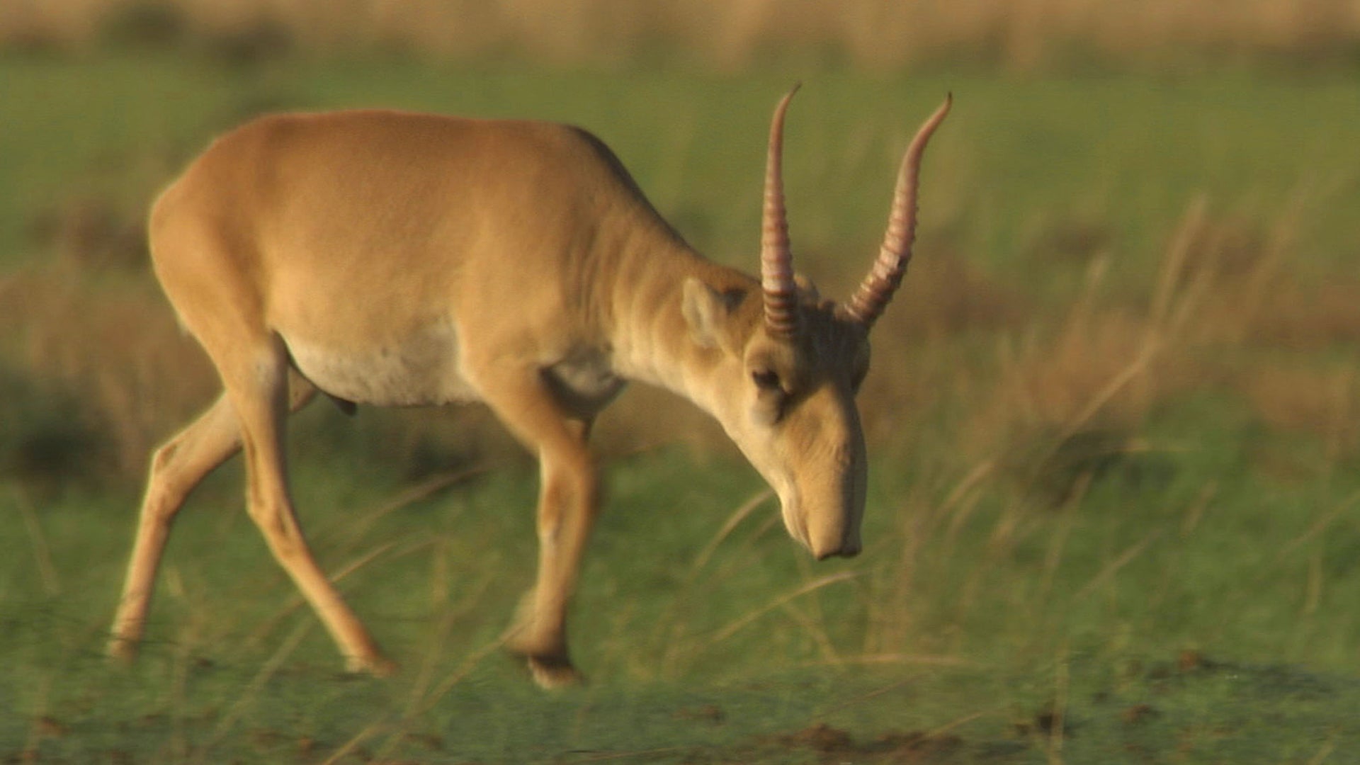 Antelope: Unsung Heroes Of The Plain season 1 episode 1 on Discovery Plus