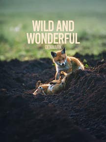 Wild and Wonderful Denmark on DiscoveryPlus