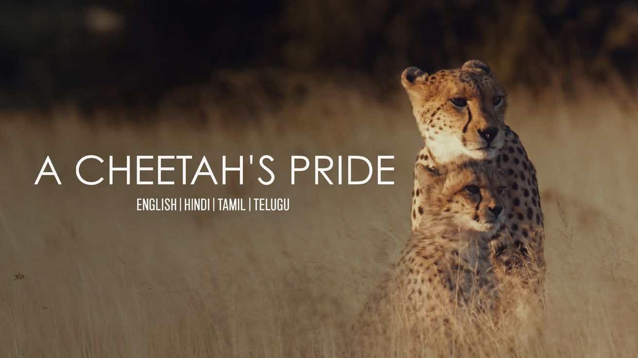 A Cheetah's Pride on Discovery Plus