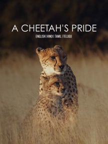 A Cheetah's Pride on Discovery Plus