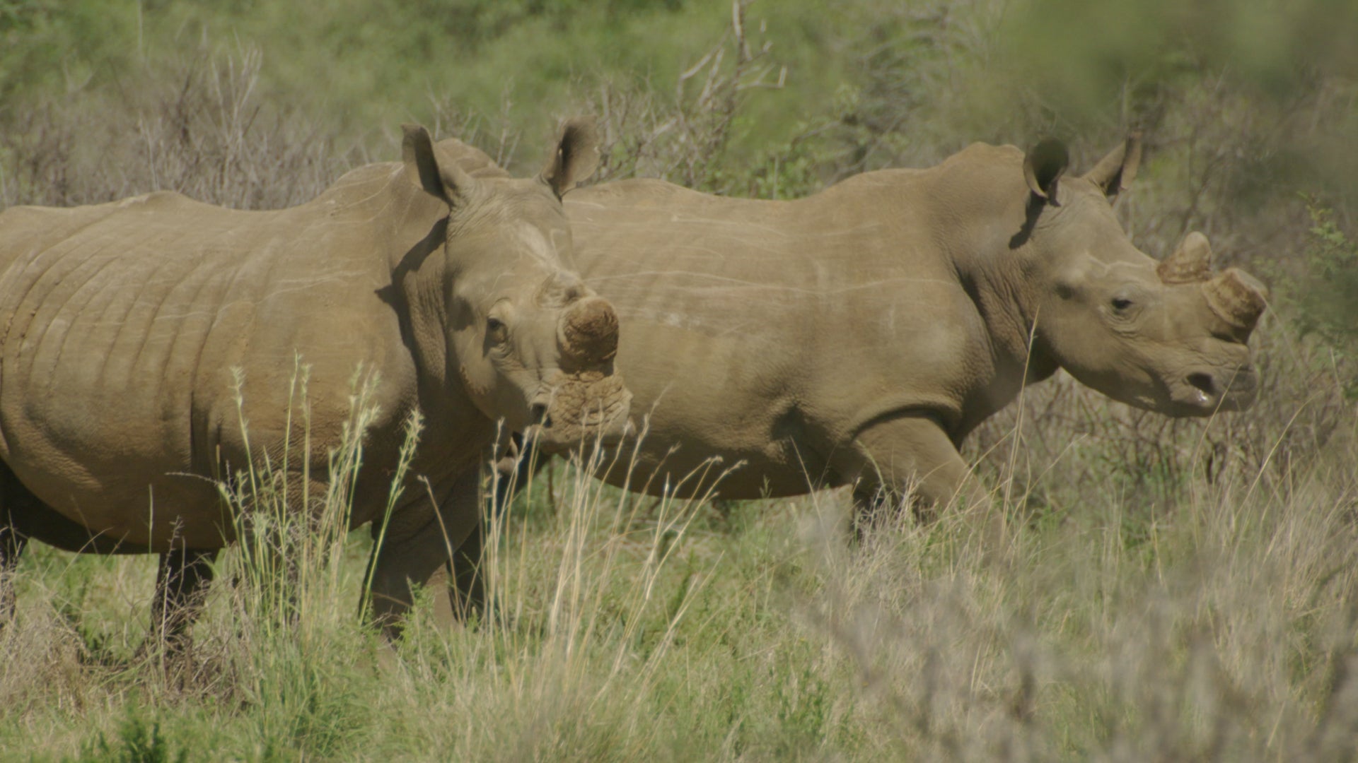 The Great Rhino Robbery season 1 episode 1 on Discovery Plus