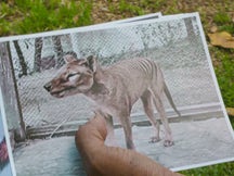 Hunt for Truth: Tasmanian Tiger on Discovery Plus