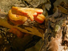 The Secret World Of Snakes on Discovery Plus