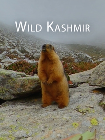 Wild Kashmir on Discovery Plus