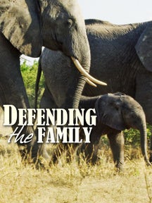 Defending the Family on Discovery Plus