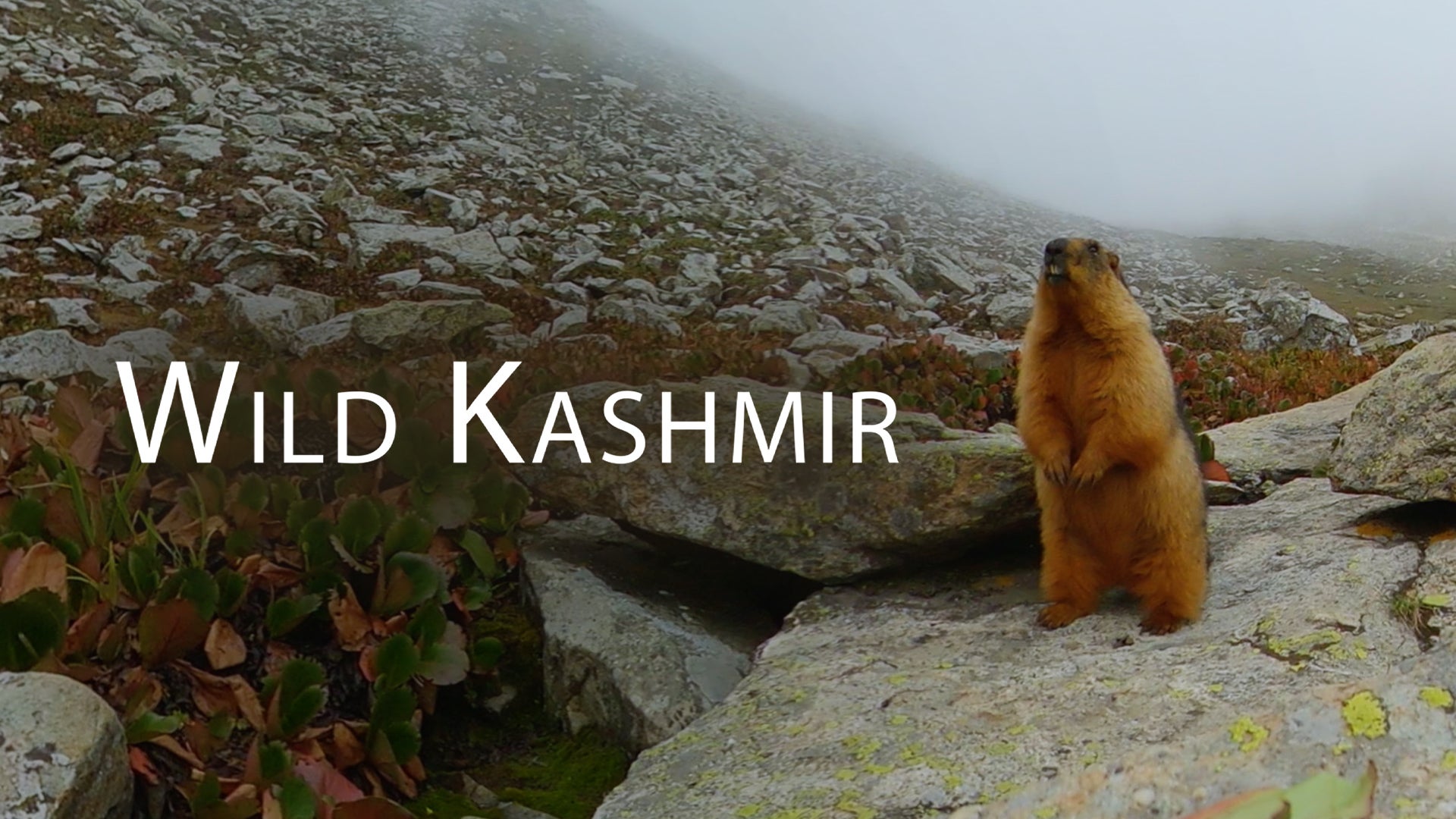 Wild Kashmir on Discovery Plus