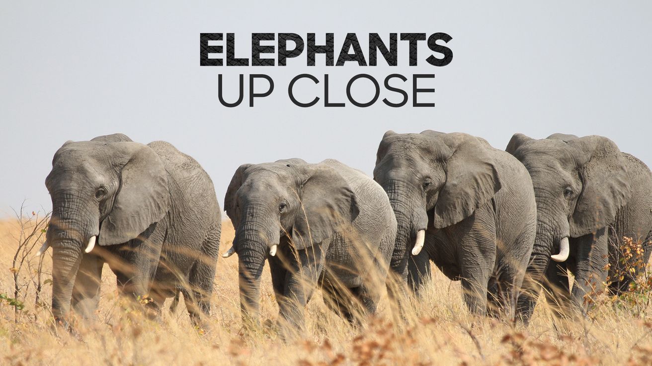 Elephants Up Close on Discovery Plus