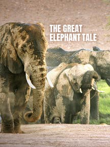 The Great Elephant Tale on DiscoveryPlus