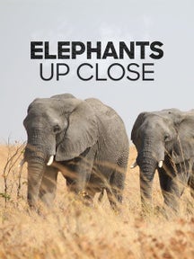 Elephants Up Close on Discovery Plus