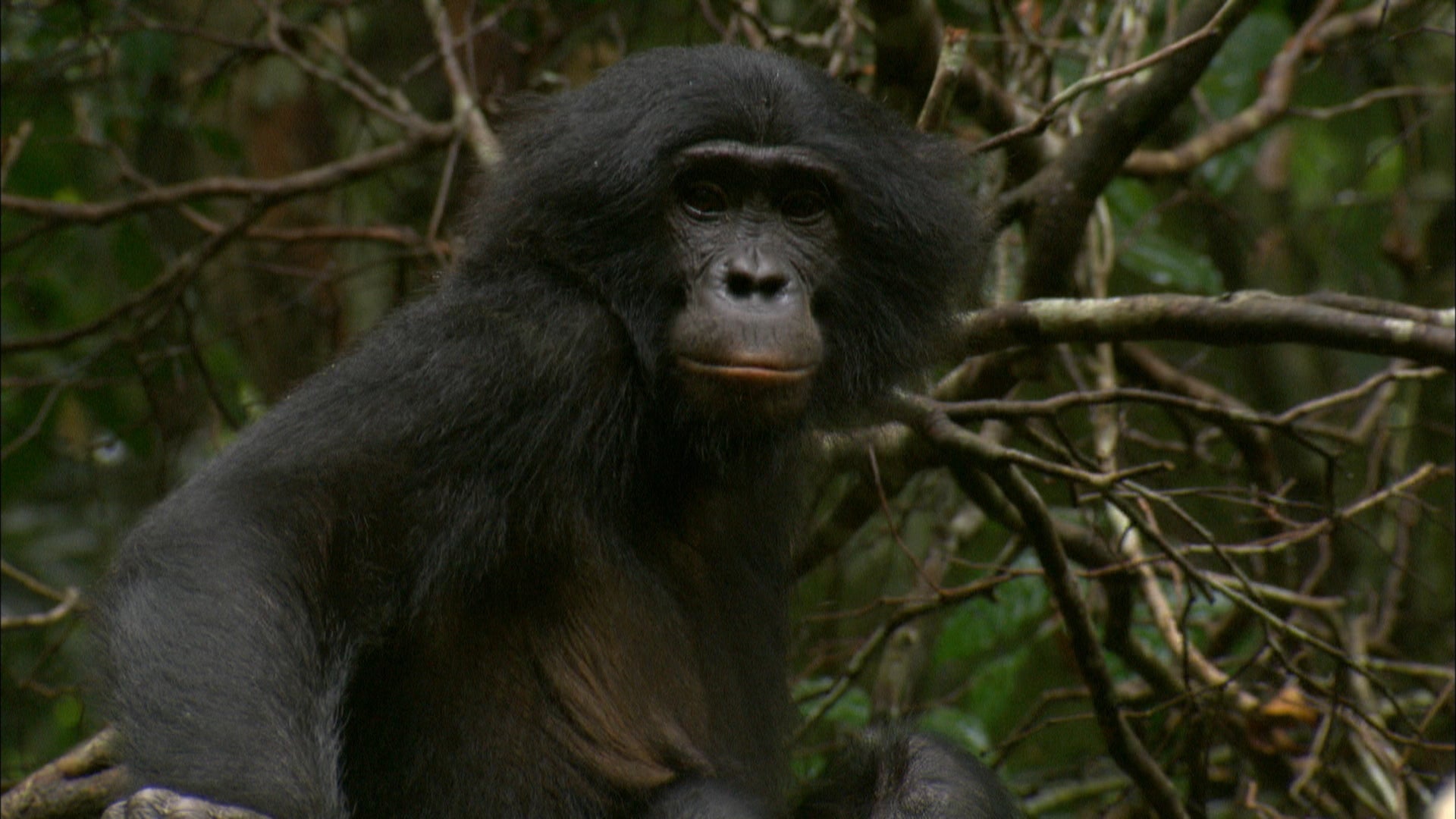 Sexy Beasts season 1 episode 1 on Discovery Plus