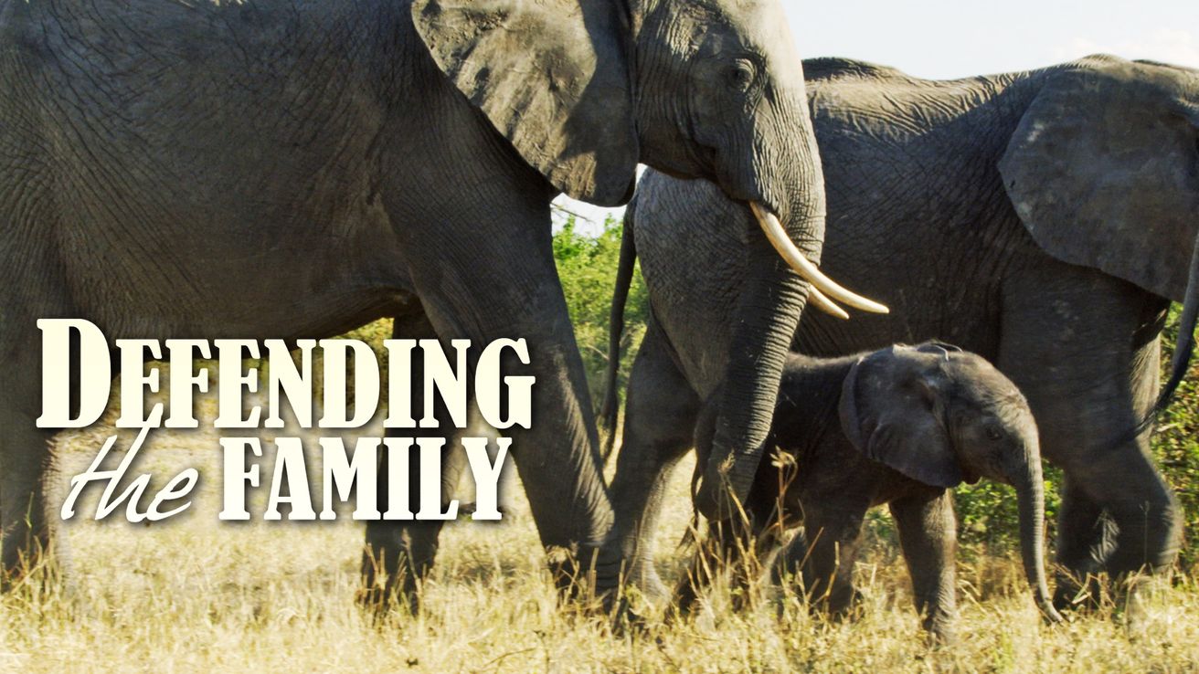 Defending the Family on Discovery Plus
