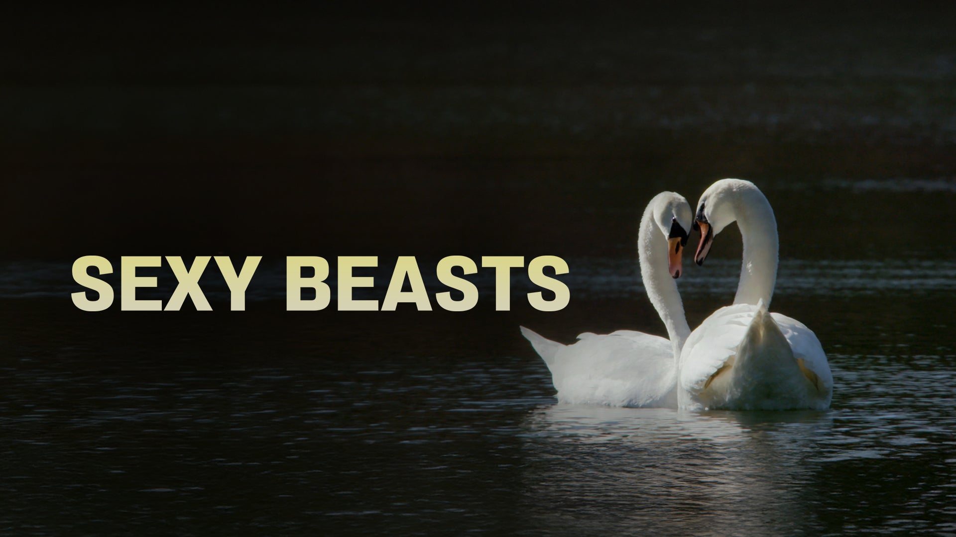 Sexy Beasts on Discovery Plus