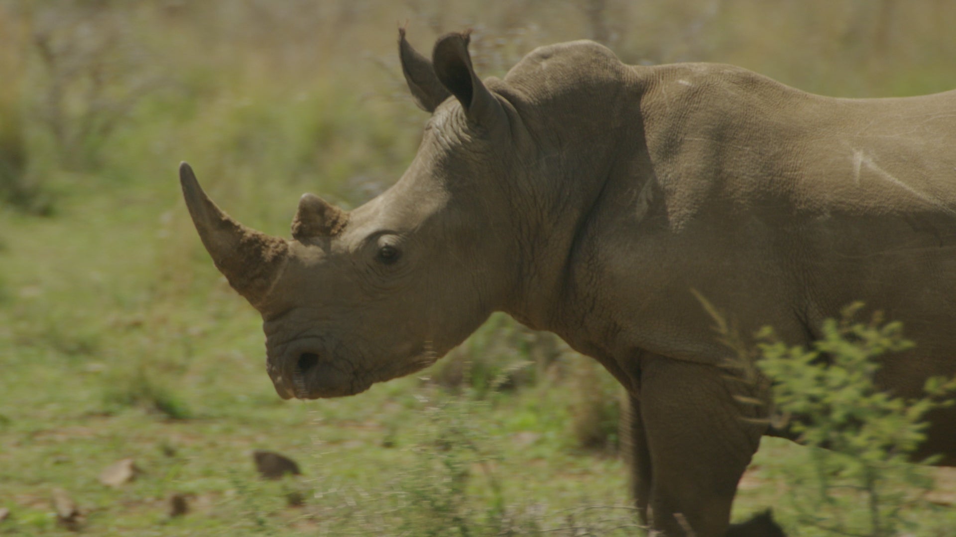 The Great Rhino Robbery season 1 episode 2 on Discovery Plus