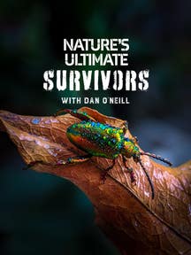 Nature’s Ultimate Survivors on Discovery Plus