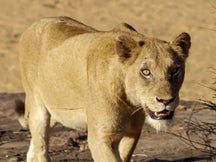 The Teeth of the Savannah on Discovery Plus