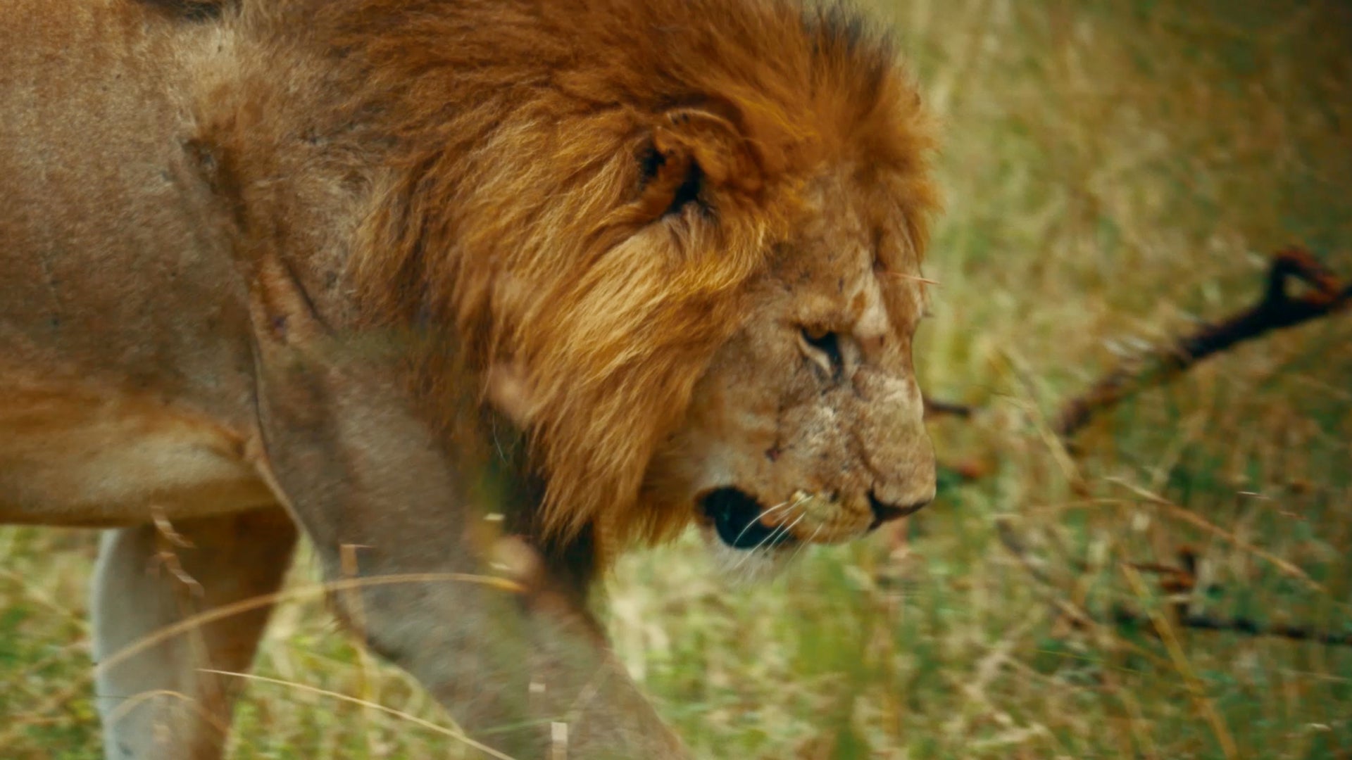 Secret Africa: Into The Wild season 1 episode 3 on Discovery Plus
