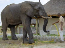 Elephants Up Close on Discovery Plus